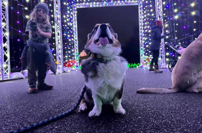 A Small Dog Looks Up at the Holiday Lights at Winter Wonderland's Lights and Leashes Dog Walk