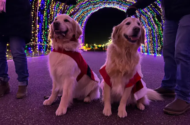 Golden Retrievers Inside Winter Wonderland's Light Tunnel