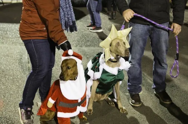 Walking Dogs at Winter Wonderland's Lights and Leashes